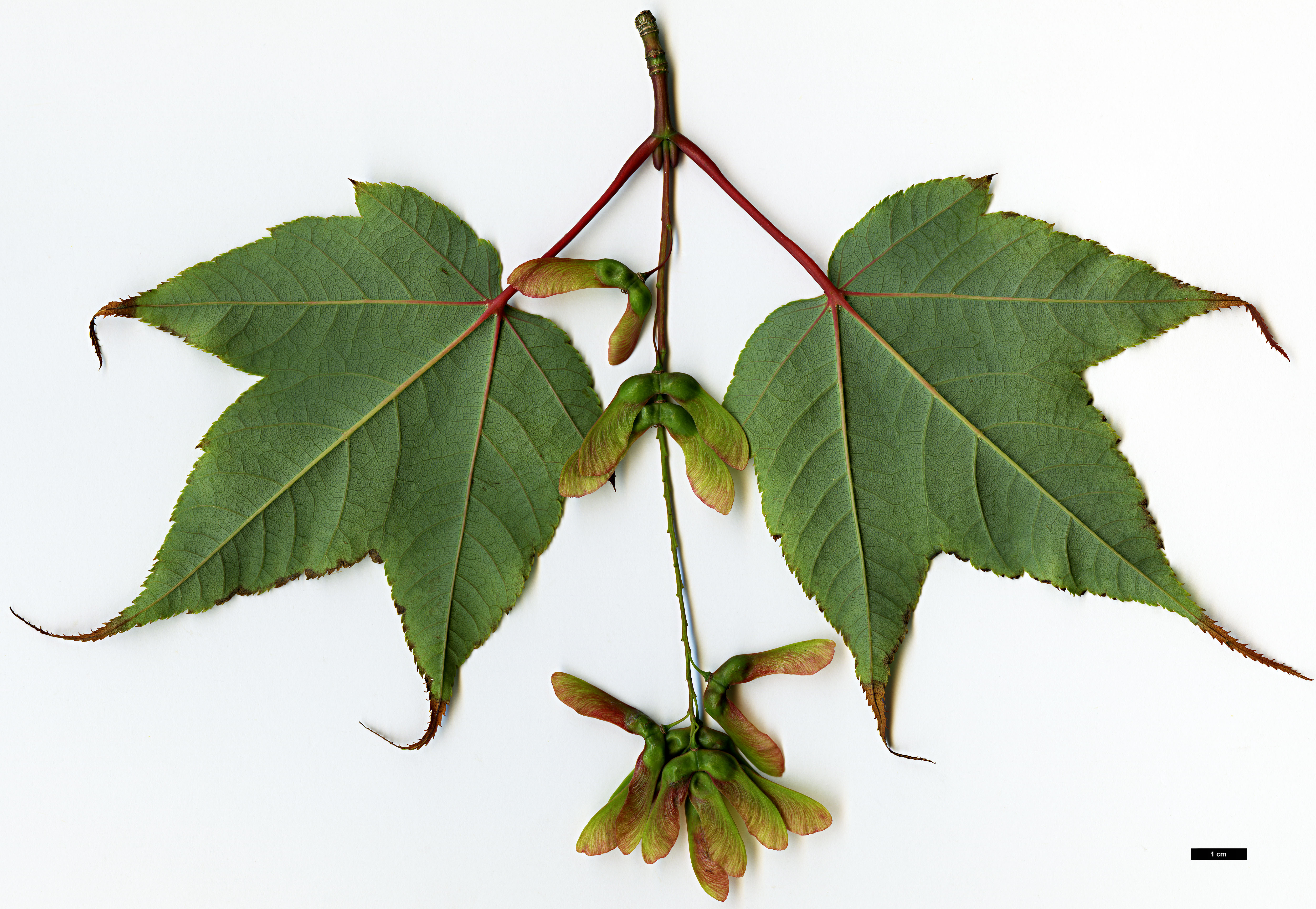 High resolution image: Family: Sapindaceae - Genus: Acer - Taxon: aff. pectinatum